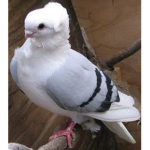 silly pigeon enjoyer group