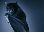 Bat ######