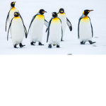 The people who like penguins