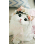 Flower cats are adorable