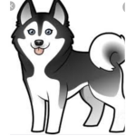 Husky Fan Group- Love Huskies