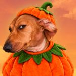 Virsions Fall
