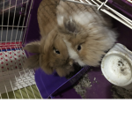 We love bunnies