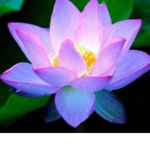 #Flower Power.