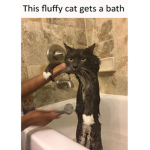 cursed images here