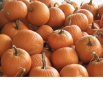 Pumpkin group pumpkin