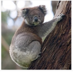 team koala bears