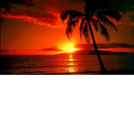 Tropical Fun Club