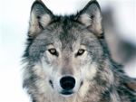 midnight wolf pack