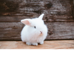Bunny-Squad-Love-Bunnys-Stop-Bunny-Testing