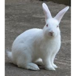 White Rabbbit