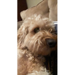 Auggie dog