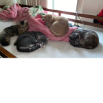 Team cats for ever8989