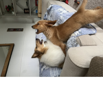 Dogs gos wild