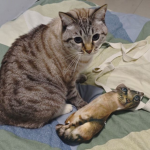 沝猫的拿战衣服及饰品Group