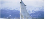 Wolfs are a goddess