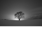 test1231231