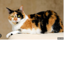 Calico Cats