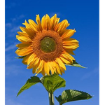 The seeds and Sunflowers!