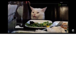 Mini cat group /dizzy wizzy