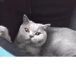 Polsi
