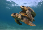elite turtle brothers