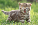 Kitten Fans (no dogs)