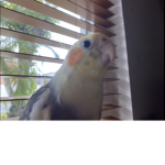 Birb fan