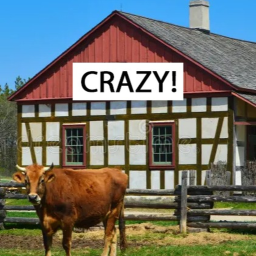 Crazy Cowhouse