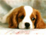 Animals that need help!