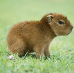 Capybara10