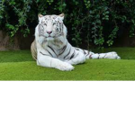 White tigers polish