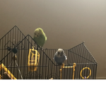 Parakeet fan group!