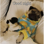 PUG LIFE/Doug the pug