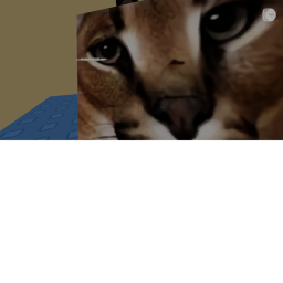 live with 3 room mates and an abnormally large cat