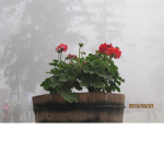 Red Flower