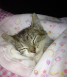 The Sleepy Kittens