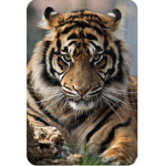 tiger_group_4ever