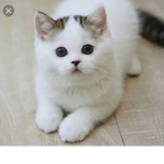 KUCING GEMING