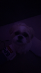 MACYELLIE