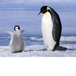 the penguin club :3