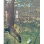 Otters are the best