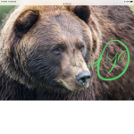 BEAR POWER!