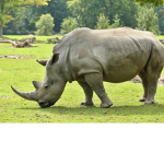 RHINOS GROUP