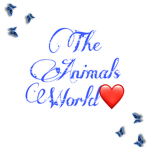The Animal’s World