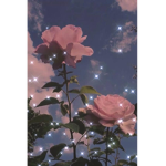 Rosa blossom squad