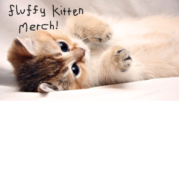fluffy kitten's