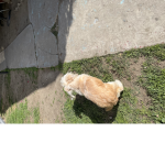 Sofie Omar dog