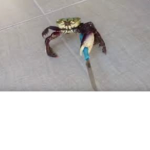 Stabby Crab
