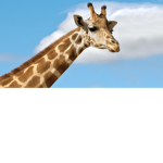 Da animal club